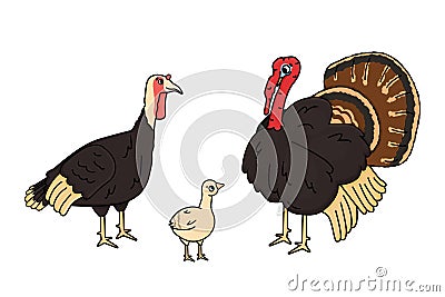 Vector cartoon outline family of male, female, chicken baby poult turkey. Doodle isolated hand drawn animals illustration on white Vector Illustration