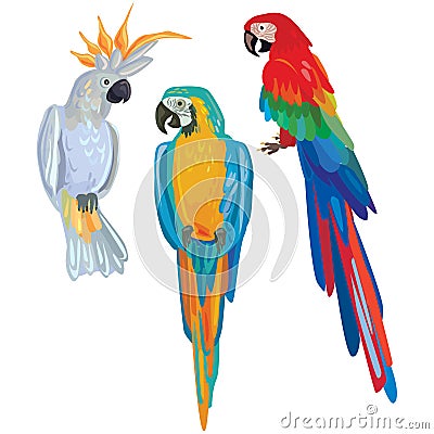Vector cartoon parrots Vector Illustration