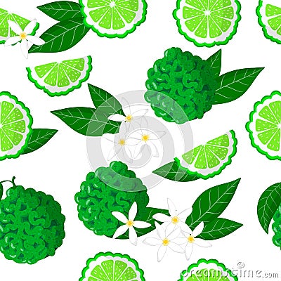 Vector cartoon seamless pattern with Citrus bergamia or the bergamot exotic fruits flowers and leafs on white background Stock Photo