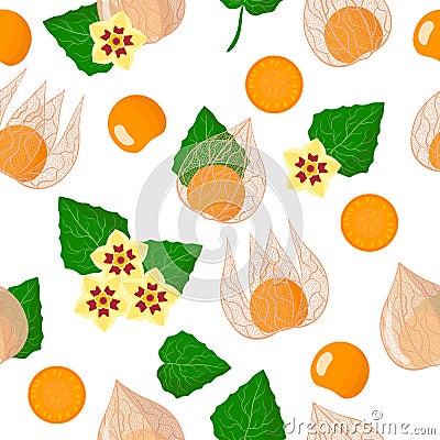 Vector cartoon seamless pattern with Physalis peruviana exotic fruits, flowers and leafs on white background Stock Photo