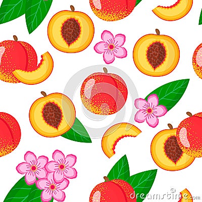 Vector cartoon seamless pattern with Prunus persica or Nectarine exotic fruits, flowers and leafs on white background Stock Photo