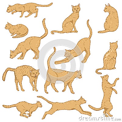 Vector Cartoon Set of Cats. Different Feline Poses and Variation Vector Illustration