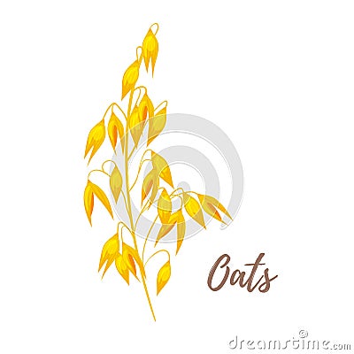 Illustration of cereals - oats. Vector Illustration