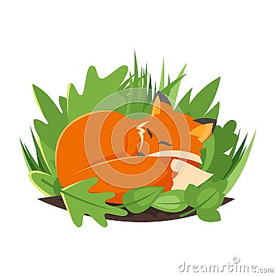 Vector cartoon style illustration of sleeping fox. Vector Illustration