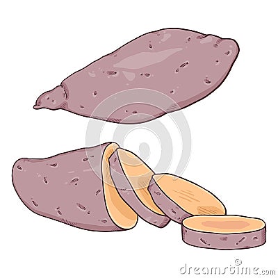 Vector Cartoon Sweet Popato Yam Vector Illustration