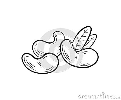 Vector cashew illustration, nuts group with leaves isolated on white background, black lines. Vector Illustration