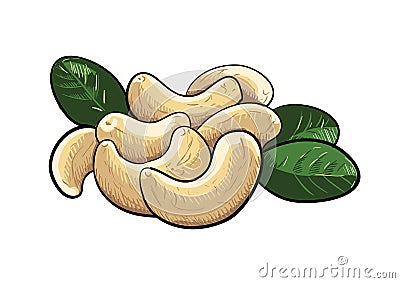 Vector cashew nuts clipart Vector Illustration