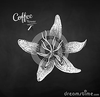 Vector chalk drawn sketch of coffee flower Vector Illustration