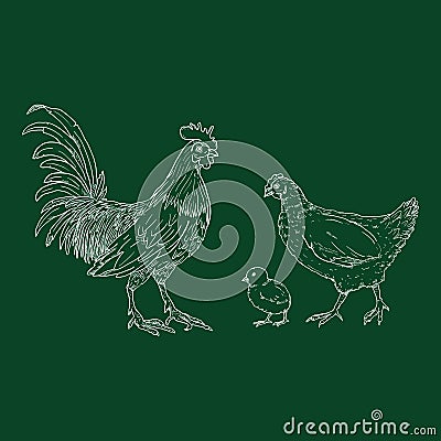 Vector Chalk Set of Poultry Birds. Rooster, Chick and Hen Vector Illustration