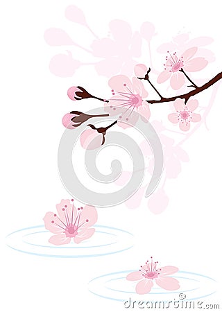 vector cherry branch over water Vector Illustration