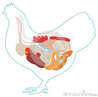 Vector chicken anatomy. digestive system. Vector Illustration