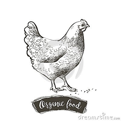 Vector Hen, chicken feeding engraving sketch. Vintage isolated realistic illustration. Vector Illustration