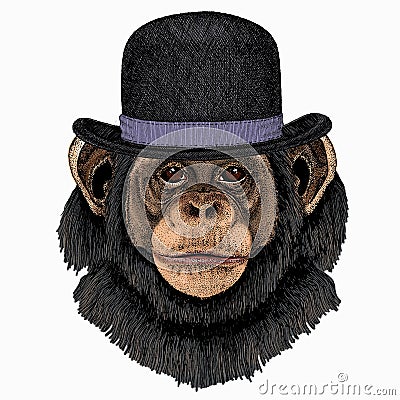 Vector chimpanzee portrait. Ape head, monkey face. Bowler hat. Vector Illustration