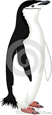 Vector Chinstrap Penguin in Antarctica Vector Illustration