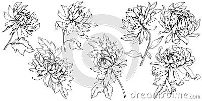 Vector Chrysanthemum floral botanical flowers. Black and white engraved ink art. Isolated flower illustration element. Vector Illustration