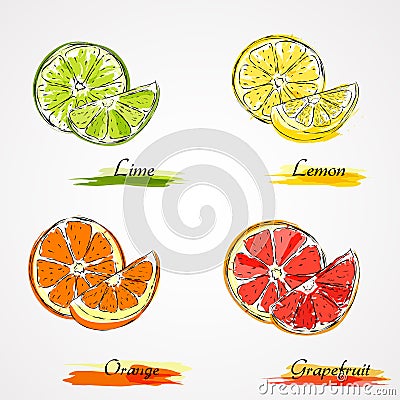 Vector citrus fruits Stock Photo