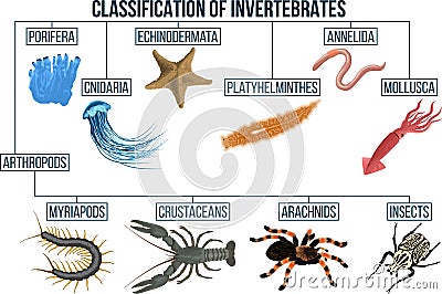 Vector Classification of invertebrates animals. Insect, arachnids, crustaceans, myriapods, mollusca. Education diagram of biology Vector Illustration