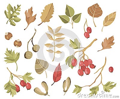 Vector clipart of hawberry branches, berries and fall leaves, nuts. Autumn forest concept. Hawthorn set. Vector Illustration