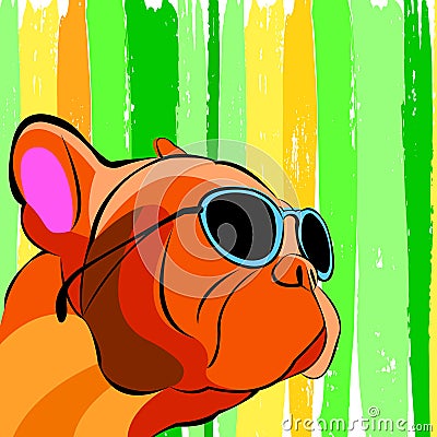 vector close up portrait of the domestic dog French Bulldog breed Vector Illustration