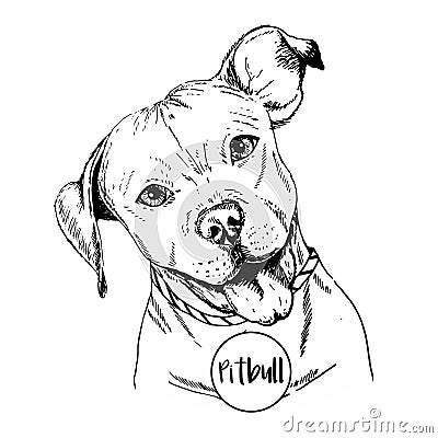 Vector close up portrait of english pitbull. Hand drawn domestic pet dog illustration. Isolated on white background. Vector Illustration