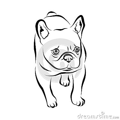 Vector closeup portrait of French bulldog dog isolated on white background. Shorthair Frenchie dog. Black masked. Hand drawn sweet Stock Photo