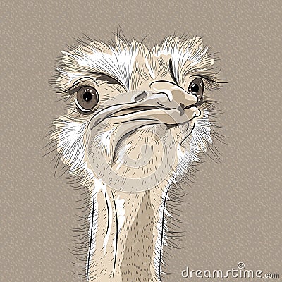 Vector closeup portrait of funny Ostrich Bird Vector Illustration