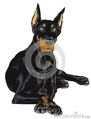 Vector closeup serious dog Doberman Vector Illustration