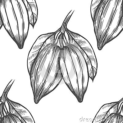 Vector Cocoa tree illustration Vector Illustration