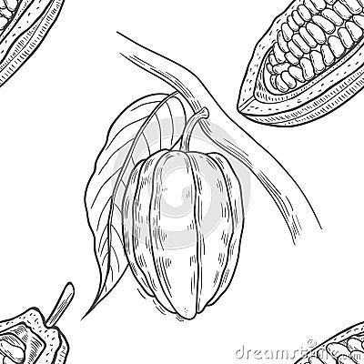 Vector Cocoa tree illustration. Vector Illustration