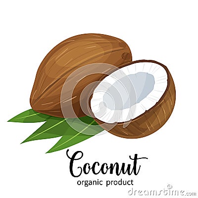 Coconut in cartoon style Vector Illustration