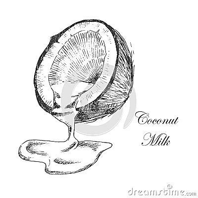 Vector coconut hand drawn sketch with palm leaf Vector Illustration