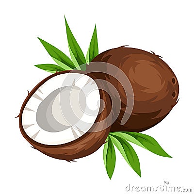 Coconut isolated on white. Vector illustration. Vector Illustration