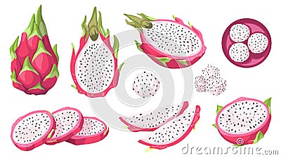 Vector collection of dragon fruit, or pitahaya, or pitahaya. Tropical exotic fruit pitaya on a white background, whole Vector Illustration