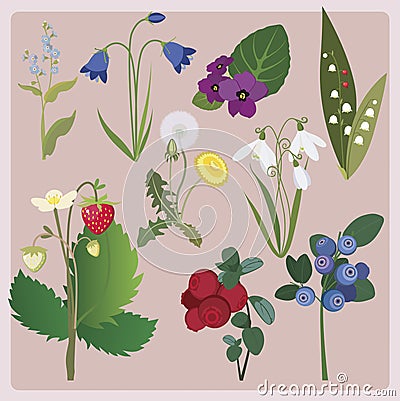 Forest collection from flowers and berries Vector Illustration