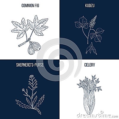 Set of four hand drawn eatable and medicinal plants Vector Illustration