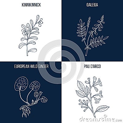 Set of four hand drawn eatable and medicinal plants Vector Illustration