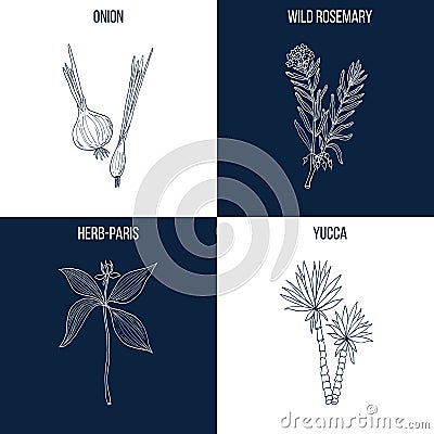 Set of four hand drawn eatable and medicinal plants Vector Illustration