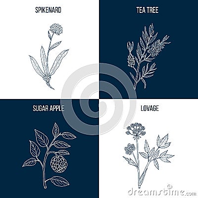 Set of four hand drawn eatable and medicinal plants Vector Illustration