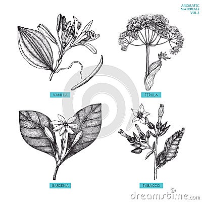 Vector collection of hand drawn Aromatic plants illustration. Perfumery and cosmetics ingredients sketch set. Cartoon Illustration