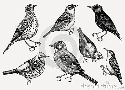 Vector collection of hand drawn birds illustrations in engraved style. Passerine Birds isolated on white background. Hand drawings Vector Illustration