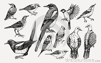 Vector collection of hand-drawn birds illustrations in engraved style. Popular backyard birds - magpie, dove, sparrow, great tit Vector Illustration