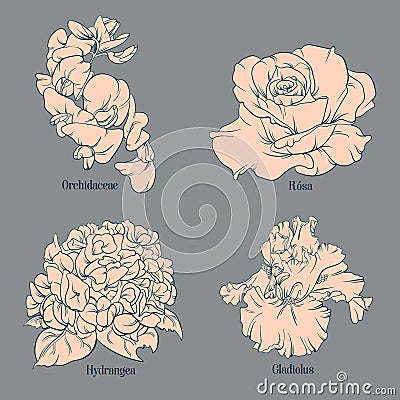 Vector collection of hand drawn floral illustration . Vector Illustration