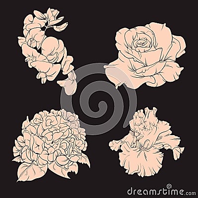 Vector collection of hand drawn floral illustration . Vector Illustration