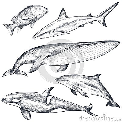 Vector collection of hand drawn ocean and sea animals in sketch style isolated on white. Vector Illustration