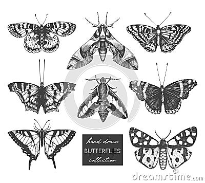 Vector collection of high detailed insects sketches. Hand drawn butterflies illustrations on white background. Vintage entomologic Cartoon Illustration