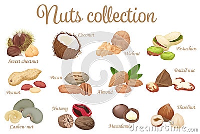 Vector collection mix of different types nuts Vector Illustration