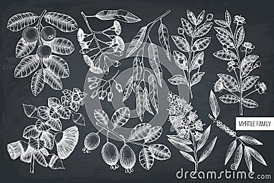 Vector collection of Myrtle family plants illustrations. Hand drawn myrtus, tea tree, guava fruit, eucalyptus, feijoa sketches. Es Cartoon Illustration