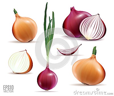 Vector collection of onions with slices isolated on white. Realistic 3d vector onion Vector Illustration