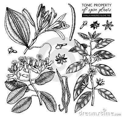 Vector collection of tonic and spicy plants - nutmeg, star anise, clove tree. Hand drawn spices illustrations set. Vintage aromati Cartoon Illustration