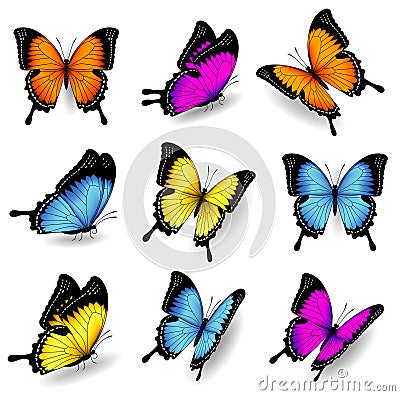 Vector color butterfly illustrations Vector Illustration